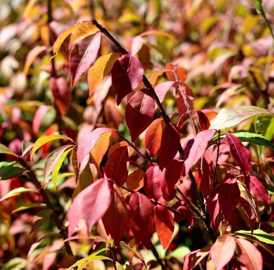 Pack 10 Dwarf Burning Bush Shrub Live Plants Bare Roots,Vibrant Scarlet Red Fall Color, Winged Euonymus Plant 6-12" Tall - Image 7