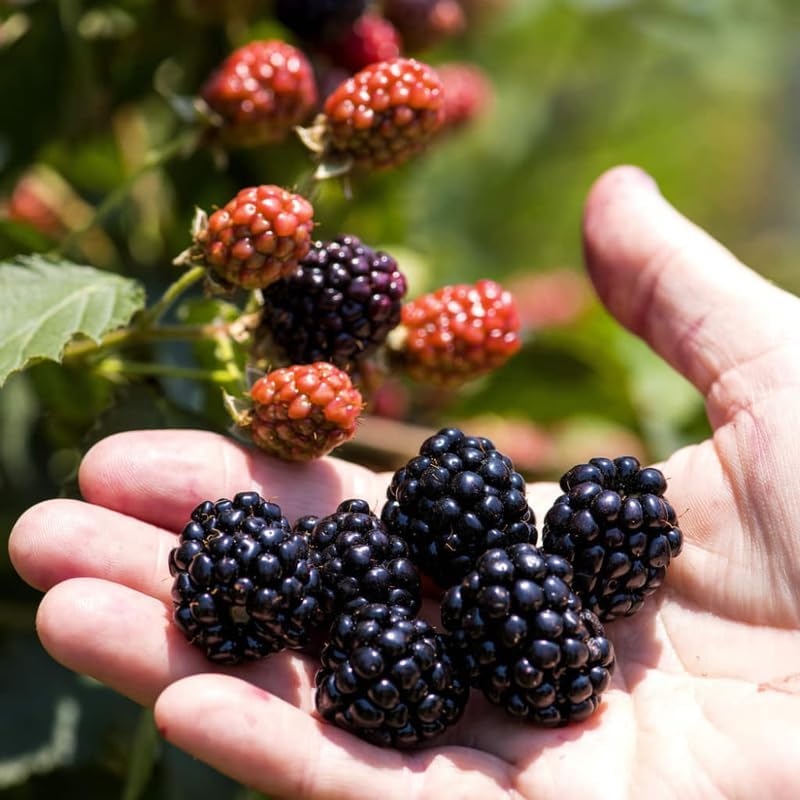 2 Thornless BlackBerry Live Plants, Berry Fruit Bush, 4-8 Inch Tall - Image 2