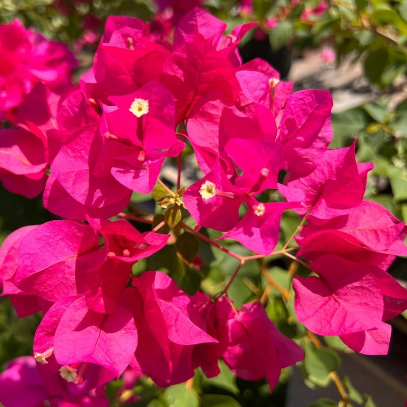 3 Pink Magenta Bougainvillea Plants Live, Tropical Climbing Vine, 4-8" Tall - Image 2