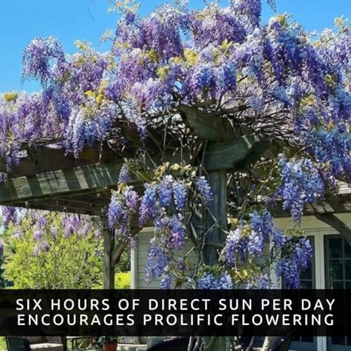 Wisteria Live Plants 1–2 Ft Tall – Flowering Wisteria Vine (Wisteria Floribunda) – Fast Growing Climbing Plant for Garden, Trellis, Pergola & Bonsai Training (10 Plants) - Image 2