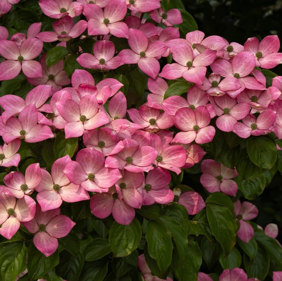 Pink Dogwood Tree Live Plant Dogwood Flowers Shurb Deciduous Dogwoods Small Trees, 6-12" Tall Qt Pot - Image 4