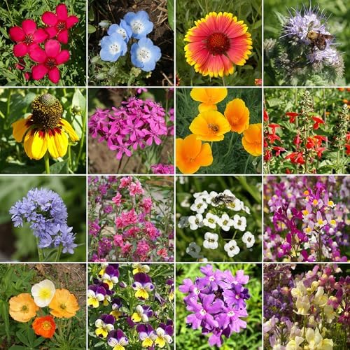 Ferry-Morse Cool Season Bulk Wildflower Seeds, 500,000+, 1 lb - Image 2