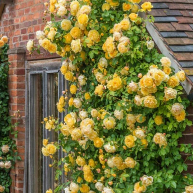 Climbing Rose Plant Live, Ready to Plant Rose, 5-9 Inch Tall - Image 4