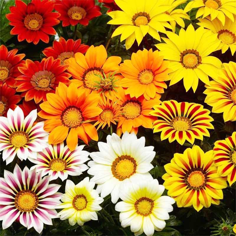 300+ Perennial Gazania Rigens Flower Seeds for Planting - Drought-Tolerant Ground Cover, Ideal for Rock Gardens & Borders, Attracts Pollinators, Low-Maintenance - Image 7