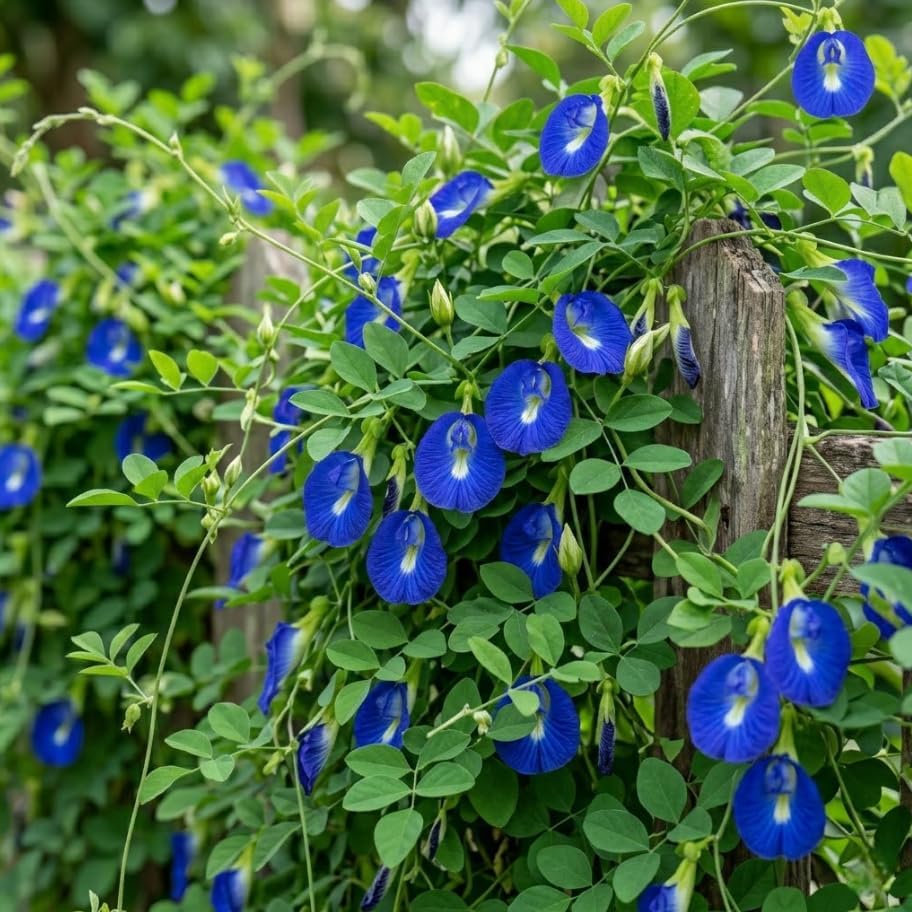 Live Blue Butterfly Pea Flower Plant Clitoria Ternatea Vine Tropical Vine Plant Climbing Butterfly Pea Tree 4 Inch Pot, No Ship CA - Image 2