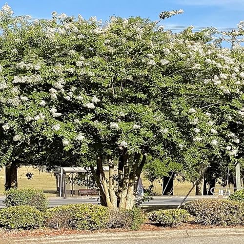 Natchez Crape Myrtle Live Tree, 1 Gallon Potted, White Flowers | Arbor Day Foundation (Due to Agricultural Laws, Unavailable to CA, AZ) - Image 4