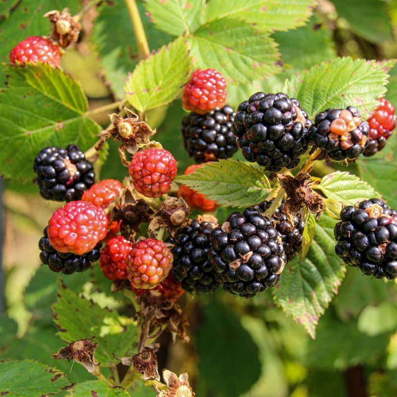 2 Thornless BlackBerry Bushes Live Plants, High Yield Berry, 4-6 Inch Tall - Image 4