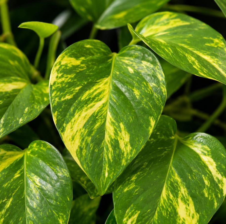 Golden Pothos Indoor Plant, Trailing Vine, Air Purifying, Heart Leaf Philodendron Vine Variegated Pothos Climbing Vines, 4 Inc Pot - Image 5