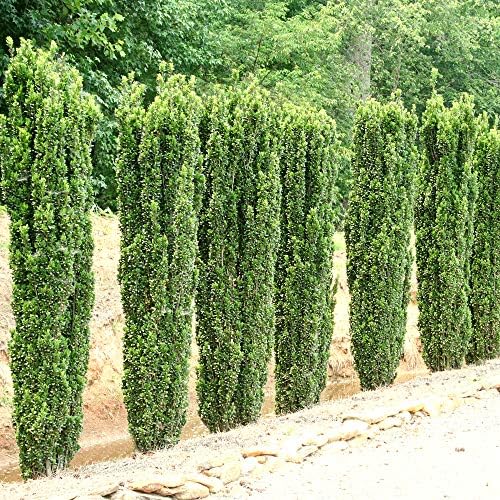 Perfect Plants Sky Pencil Japanese Holly, 1-2 ft, Live Plant - Image 6