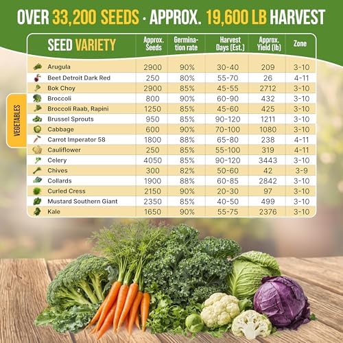 Organo Republic 30 Most Popular Winter Vegetable Garden Seeds Variety Pack- Outdoors/Indoor 33,200+ Non-GMO Heirloom Veggie Seeds Broccoli Beet Carrot Cabbage Chives Lettuce Radish Pea Spinach & More - Image 3