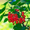Red Currant Live Plant for Planting, Berry Fruit Bush, 5-9 Inch Tall by HILROQG