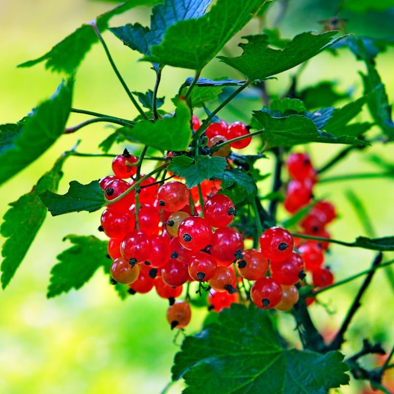 Red Currant Live Plant for Planting, Berry Fruit Bush, 5-9 Inch Tall by HILROQG
