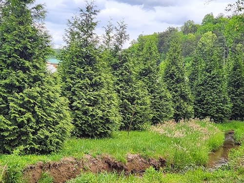 Thuja Green Giant Arborvitae Tree, 16-20+ Inches Tall, Lot of 15, 3 Inch deep Pot - Image 3
