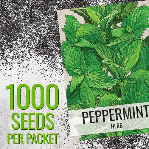 Seed Needs Peppermint Seeds to Plant an Herb Garden - 10 Packs - Image 3