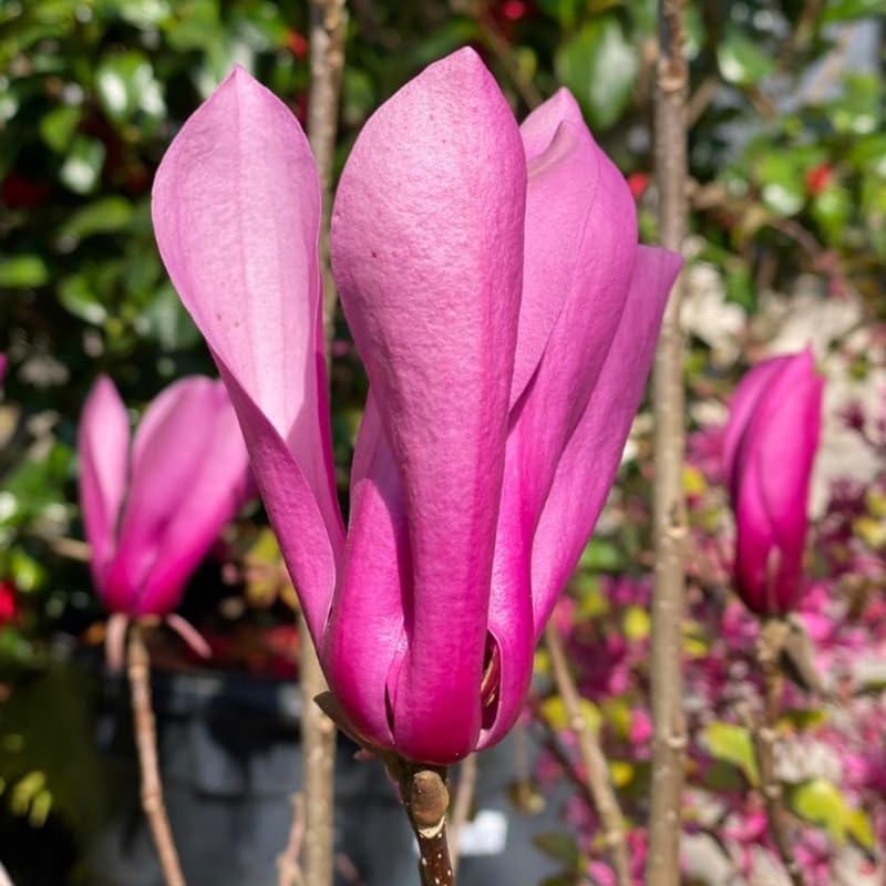 Ann Magnolia Flower Tree, Hardy Ornamental Flowering Plant, Gallon Pot - Image 7