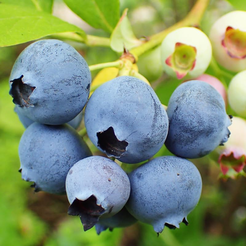 Legacy Blueberry Plant Live, Berry Plant, 5-10 Inch Tall - Image 6