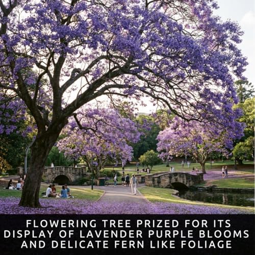50 Jacaranda Tree Seeds | Jacaranda Mimosifolia Flowering Tree Seeds - Image 2