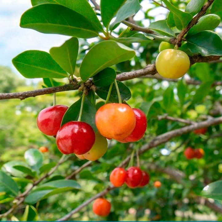 Barbados Cherry Tree (4 Pack) Live Plant for Sale | Easy to Grow Plants | Edible Fruit Plant for Sustainable Living | Grow Your Food on Your Edible Organic Garden - Image 2