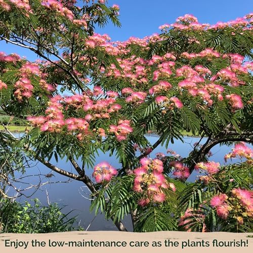 30 Mimosa Silk Tree Seeds (Albizia Julibrissin) – Pink Blooms, Drought Tolerant Flowering Trees, Attracts Pollinators – Great Both as Bonsai Tree Seeds for Indoor Garden & Outdoor Planting - Image 6