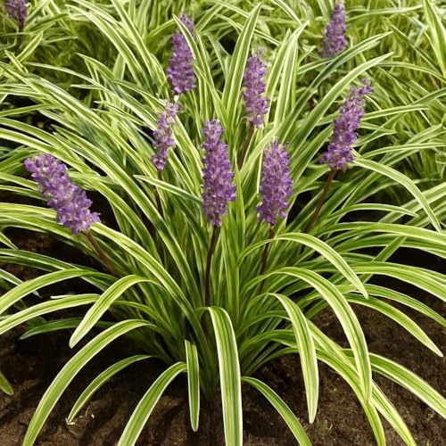 Perennial Farm Liriope M. 'Variegata' (Variegated Lilyturf) – Ornamental Grass in 4 Inch Pot, Lilac-Purple Flower Spikes, Variegated Green & Cream Foliage, Shade Tolerant, Great for Borders & Edging - Image 4