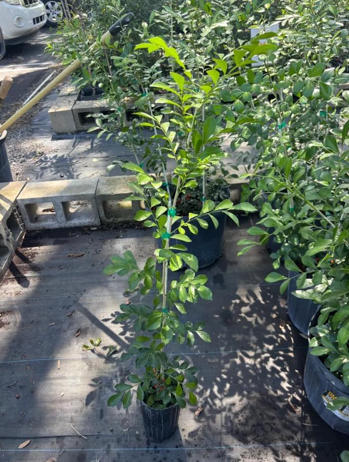 Orange Jasmine Live Plant 1 Feet Tall in 1 Gallon Pot, Fragrant White Blooming Shrub, Sweet Jessamine for Outdoor Garden, No in CA - Image 3