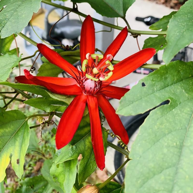 2 Red Passiflora Plants, Colorful Passion Flower Vines, 4-7'' Tall - Image 3
