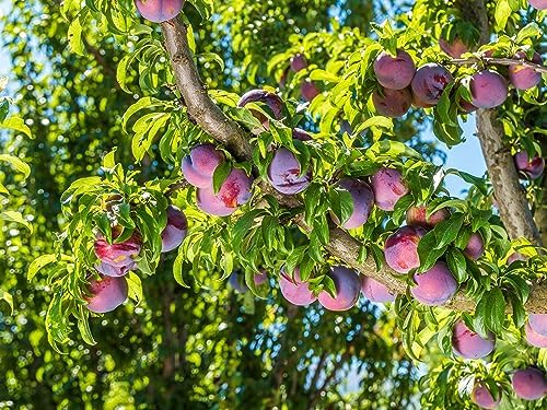 Tristar Plants - Methley Plum Tree - Heavy yielding - Sweet Fruit - Live Plant - 1 Gallon Trade Pot - Image 3