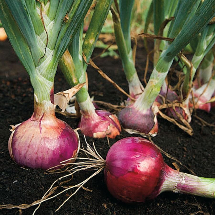 TomorrowSeeds - 3 Colors Mix Onion Sets (Bulbs) - 1/2 Pound (~50 Sets) - Fresh Crop, Stored Cold, for 2026 Planting Yellow, Red, White, Excellent Storage Noon Intermediate Intermediate Day - Image 4