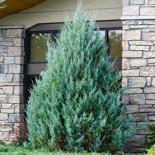 Brighter Blooms Juniper 'Wichita Blue' Tree, 1-2 ft. by BrighterBlooms