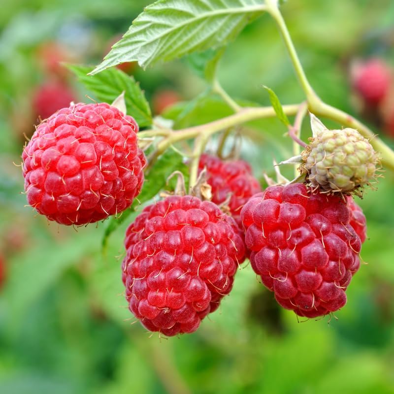 2 Red Raspberry Live Plants, 5-9 Inch Tall Berry Bushes - Image 5
