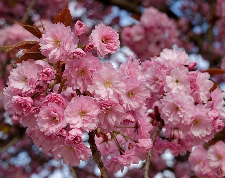 Kwanzan Flowering Cherry Trees Live Plant Cherry Blossom Tree, Ornamental Tree Double Pink Blooms, 6-12" Tall in Small Pot - Image 2