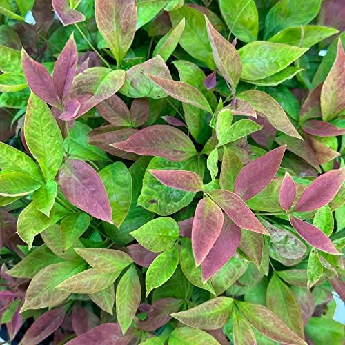 Southern Living Blush Pink Nandina, Live Evergreen Shrub, 3 Gallon - Image 3