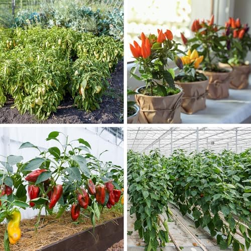 600+ Pepper Seeds, 10 Varieties Hot and Bell Pepper Seeds Garden Kit - Image 6