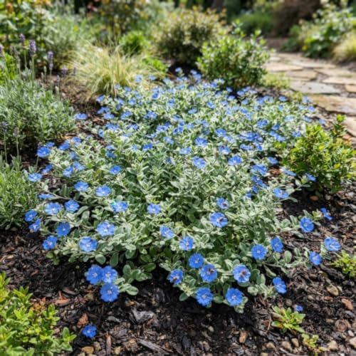 2 Live Evolvulus Blue Daze Plants, 4–6 Inches Tall, Garden Plant - Image 7