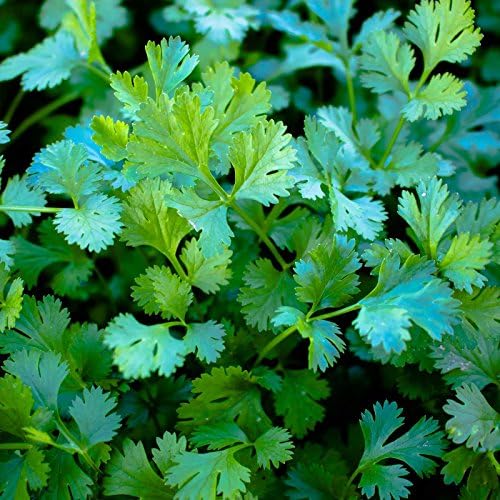 1,000 Cilantro Slow Bolt Seeds for Planting 14 Grams of Seeds Bulk Microgreens Organic Non GMO USA Harvested by Unknown