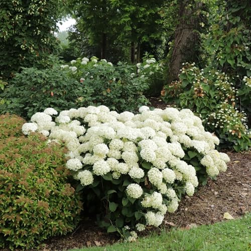 Proven Winners Invincibelle Wee White 2.0 Smooth Hydrangea (arborescens) Live Plant, 4.5" Qt - Image 5