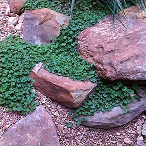 Carpet Vine Seeds - 200+ Dichondra Seeds to Grow - Ground Cover Plant by CZGrain