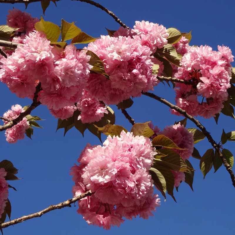 2 Kwanzan Cherry Tree - Image 4