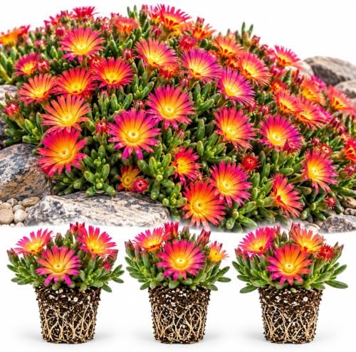 Fire Spinner Delosperma Live Plant Plugs – Pink Orange Ice Plant Flowers – Succulent Ground Cover Starter Plants for Rock Gardens, Borders & Containers, 3 Plants - Image 3