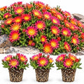 Fire Spinner Delosperma Live Plant Plugs – Pink Orange Ice Plant Flowers – Succulent Ground Cover Starter Plants for Rock Gardens, Borders & Containers, 10 Plants by CZGrain