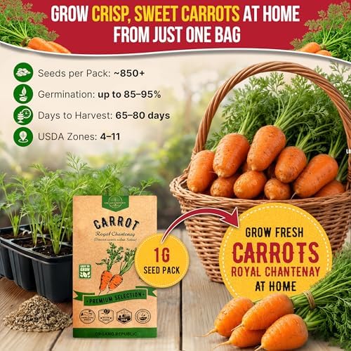 Organo Republic Carrot Royal Chantenay Seeds Pack 1G - Over 850 of Non-GMO Heirloom Carrot Seeds for Planting Vegetables in Individual Seed Packet, Vegetable Seeds for Planting Indoor & Outdoor Garden - Image 4