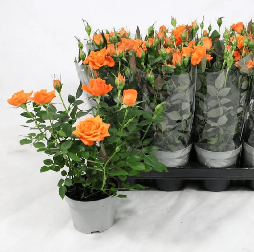 Miniature Roses Live Plants Mini Roses Bush Fragrant Flowers Shrub in Pot (Orange Rose Flowers) - Image 4