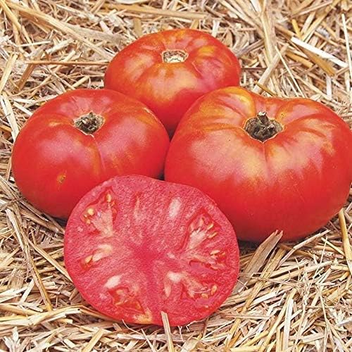 Bulk (1000) Tomato Seeds - Several Varieties Plant them or re-sell them!(1000 - Homestead Tomato Seeds) - Image 3