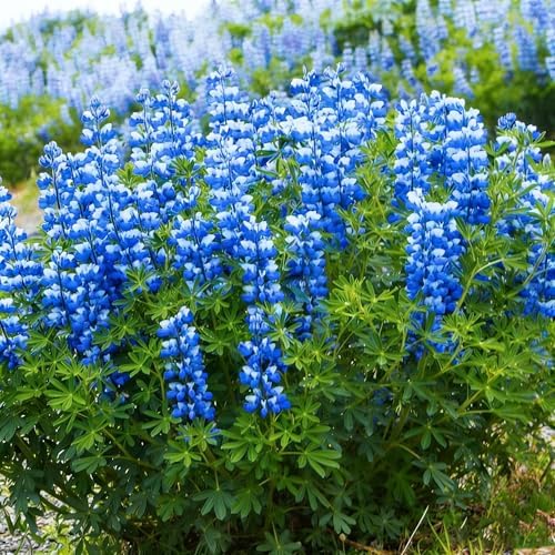 Texas Bluebonnet Seeds for Planting, 1007+pcs Perennial Lupinus Texensis Plants, Non-GMO Heirloom Cold Hardy Drought-Tolerant Wildflower Seeds Attracts Pollinators for Home Garden Outsides - Image 3
