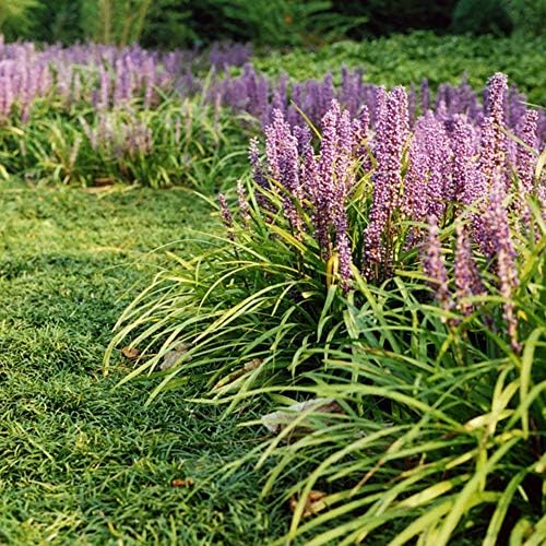 Perfect Plants Super Blue Liriope, 1 Gallon, Groundcover Grass - Image 4