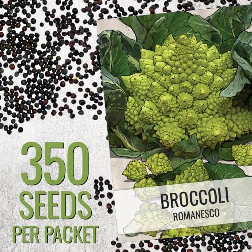 Seed Needs Romanesco Broccoli Seeds to Plant Green Cauliflower 5 Packs - Image 3