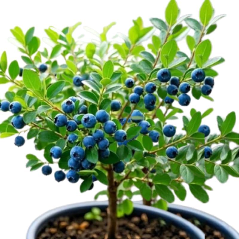 2 Highbush Blueberry Bushes Live Plants, Edible Fruit Plant, 4-7 Inch Tall - Image 3