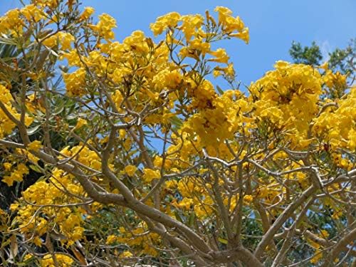 Yellow Tabebuia Trumpet Tree - 5 Live Plants in 4 Inch Pots - Handroanthus Chrysanthus - Beautiful Flowering Tree - Image 5