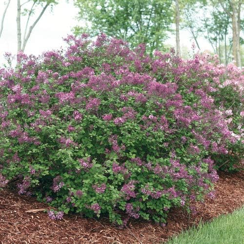 Proven Winners - Syringa x Bloomerang Dark Purple (Reblooming Lilac) Shrub, dark purple flowers, #3 - Size Container - Image 3