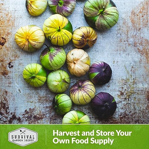 Purple Tomatillo Seeds for Planting - 3 Packs - Image 5